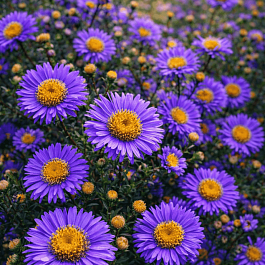 Астра ново-бельгийская Schoene von dietlikon