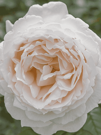 Роза кустовая Cream Piaget