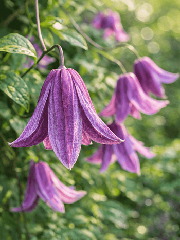 Клематис Fairy slippers