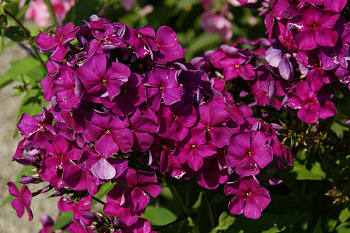 Флокс метельчатый Дюстерлое