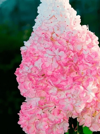 Гортензия метельчатая Vanille Fraise