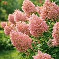 Гортензия метельчатая Sunday Fraise