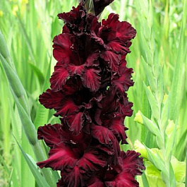 Гладиолус крупноцветковый Блэк Стар