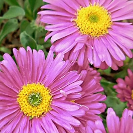 Астра Альпийская Pinkie