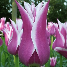 Тюльпан Ballade