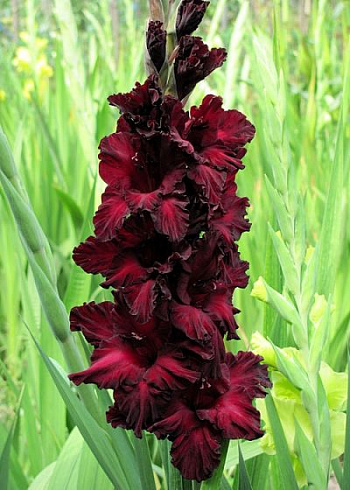 Гладиолус крупноцветковый Блэк Стар