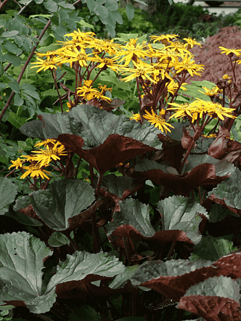 Бузульник зубчатый Midnight Lady