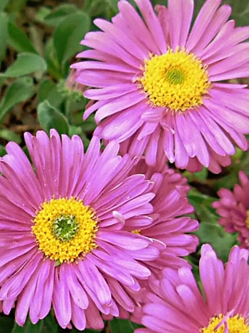 Астра Альпийская Pinkie