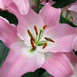 Лилия восточная Пинк Секрет