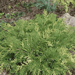 Микробиота перекрестнопарная Gold Spot