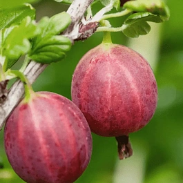 Крыжовник Каменяр