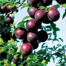 Алыча Подарок друзьям