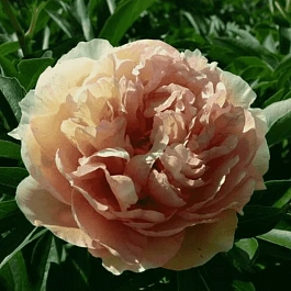 Пион ИТО Canary Brilliants