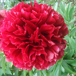 Пион травянистый Ред Грейс