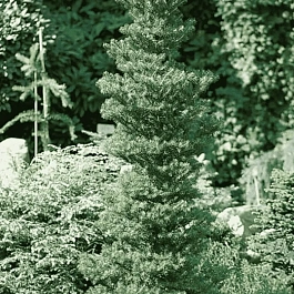 Пихта корейская Verdener Dom