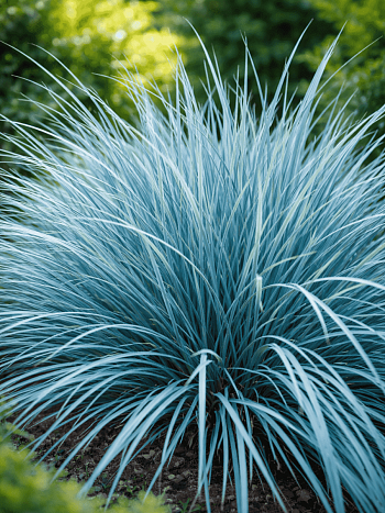 Элимус песчаный  Blue Dune