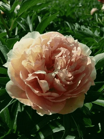 Пион ИТО Canary Brilliants