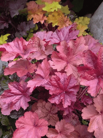 Гейхера Penelope