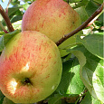 Яблоня Осенняя радость Мичуринска