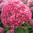 Гортензия древовидная Bella Anna