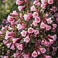 Вейгела цветущая Foliis Purpureis