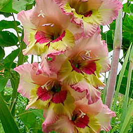 Гладиолус крупноцветковый Саппоро