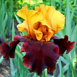 Ирис бородатый Суприм Салтан