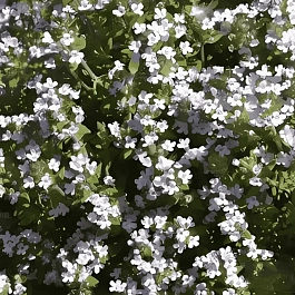 Тимьян обыкновенный Precompa