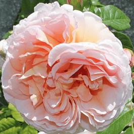 Роза плетистая Графиня Воронцова