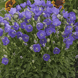 Колокольчик карпатский Perla Blue