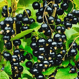 Смородина черная Гулливер