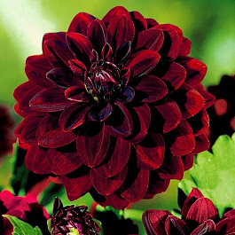 Георгина декоративная Афтер Даск