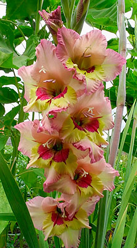 Гладиолус крупноцветковый Саппоро