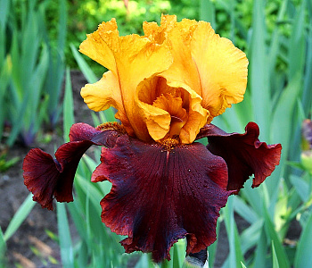 Ирис бородатый Суприм Салтан