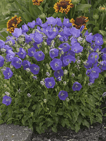 Колокольчик карпатский Perla Blue