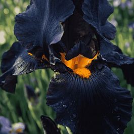 Ирис германский Black Knight