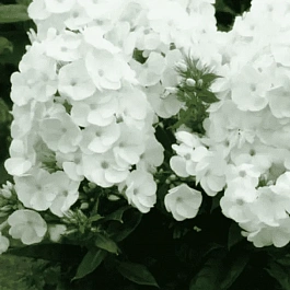 Флокс метельчатый Younique White