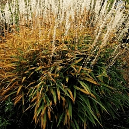 Серобородник сибирский