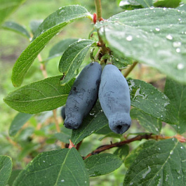 Жимолость съедобная Зойка