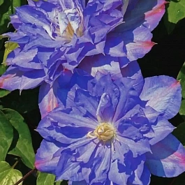 Клематис гибридный Blue Explosion