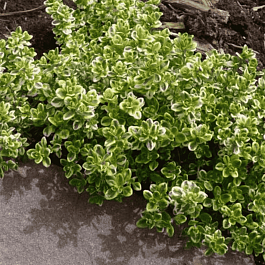 Тимьян лимоннопахнущий Lemon