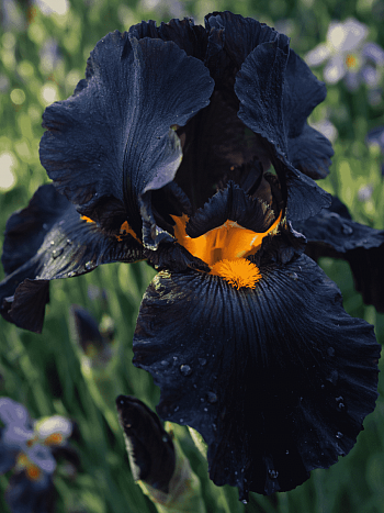 Ирис германский Black Knight