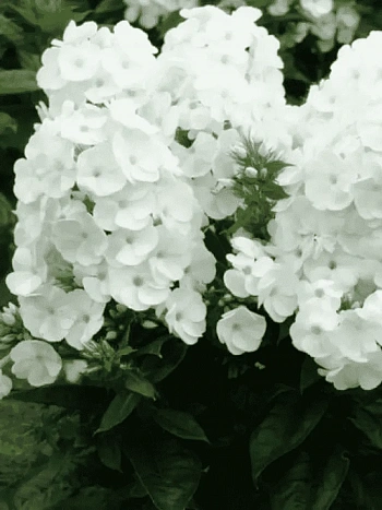 Флокс метельчатый Younique White