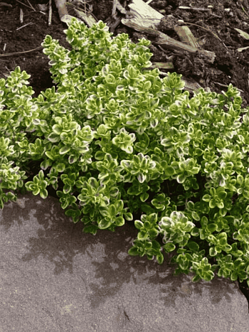 Тимьян лимоннопахнущий Lemon