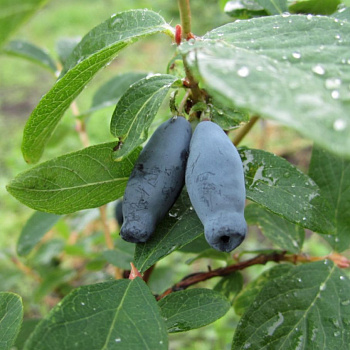 Жимолость съедобная Зойка