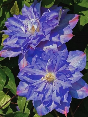 Клематис гибридный Blue Explosion