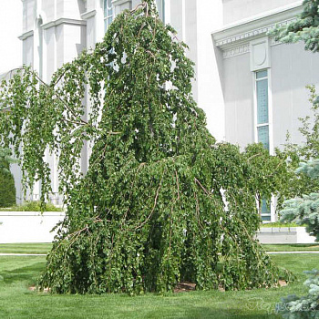 Бук лесной европейский Zielona Pendula на штамбе