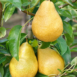 Груша плодовая Дюшес Вильямс
