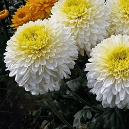 Хризантема  Margaret White