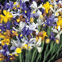 Ирис Dutch Mix